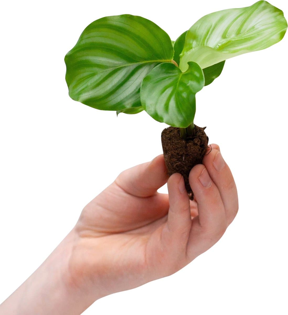 PLNTS - Baby Calathea Orbifolia (Gebedsplant) - Kamerplant - Stekplantje 2 cm - hoogte 15 cm
