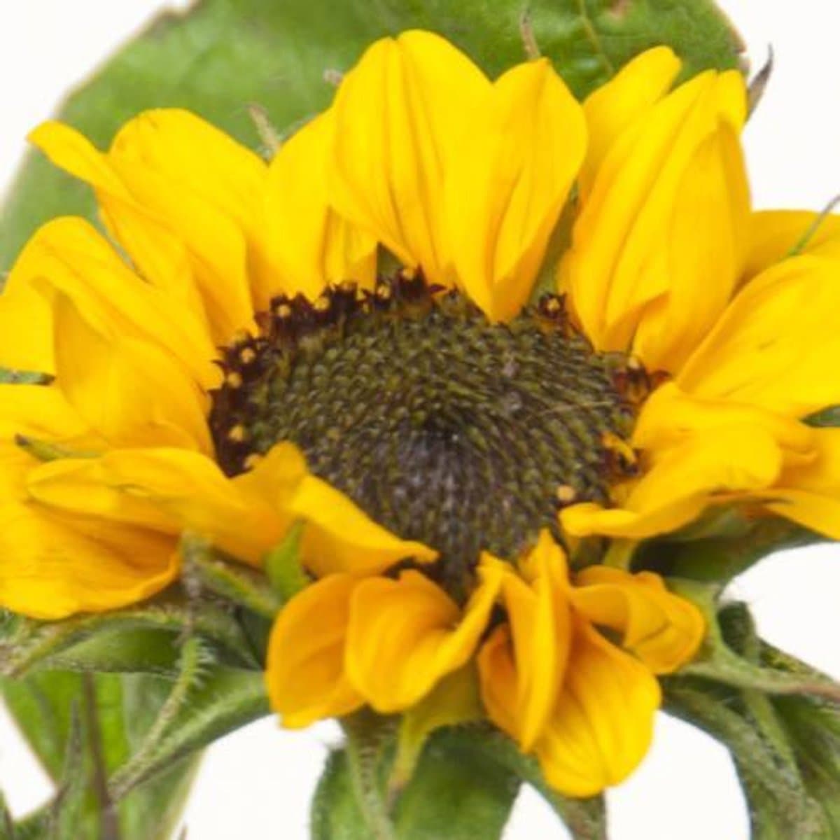 10x Helianthurium sonja 50cm