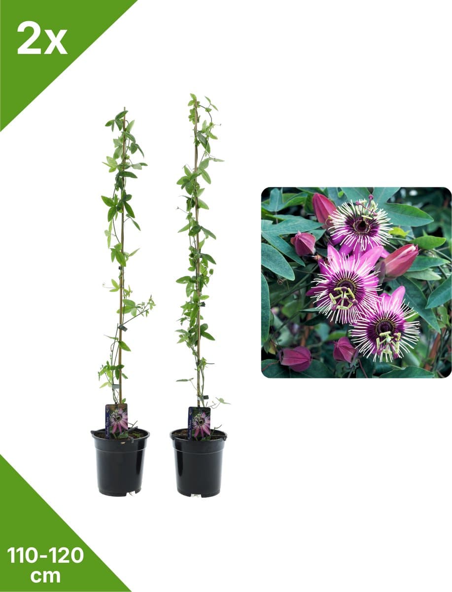 GARDENZO - 2x Roze/Paarse Passiebloem Passiflora Victoria XXL - in 2 ltr pot- 115-120 cm