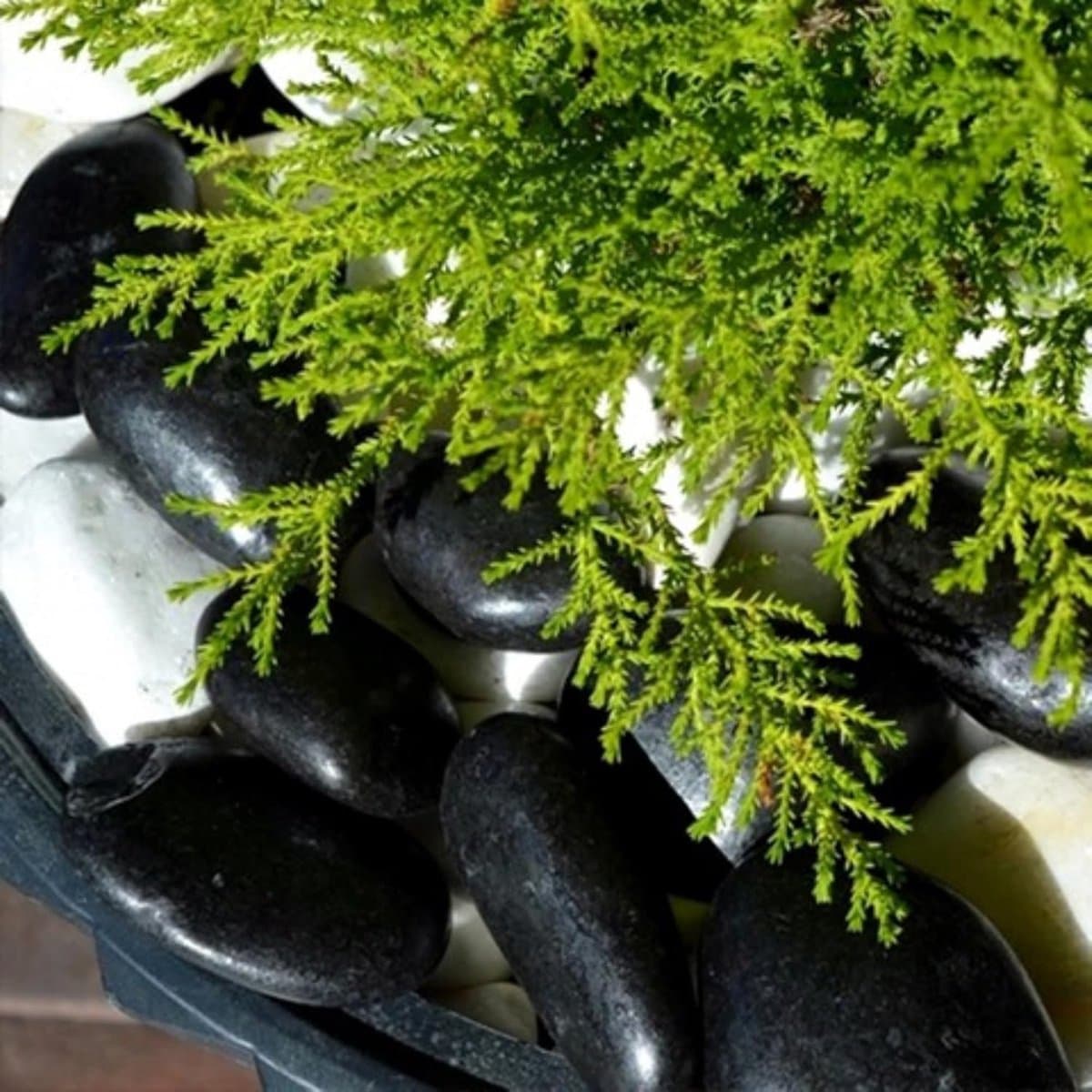 Zwarte Sierstenen Kiezels voor Aquarium, Tuin en Terrarium - Decoratief Grind