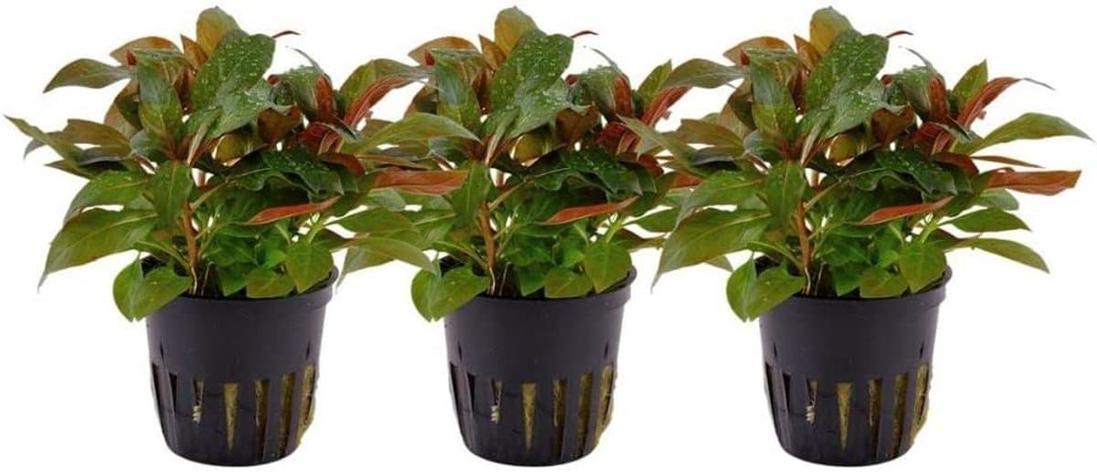 Dieprode Stengelplant voor Aquarium - Eenvoudig te Houden Ludwigia Soort - 3 Stuks