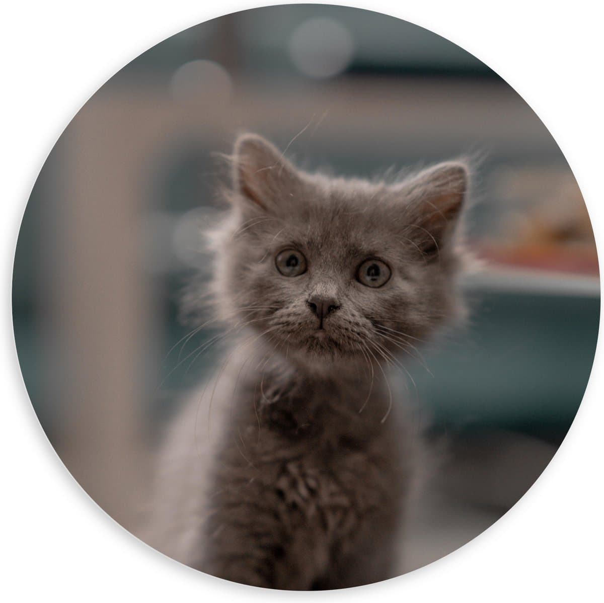 PVC Schuimplaat Muurcirkel - Aankijkende Kitten in Camera - 100x100 cm Foto op Muurcirkel (met ophangsysteem)