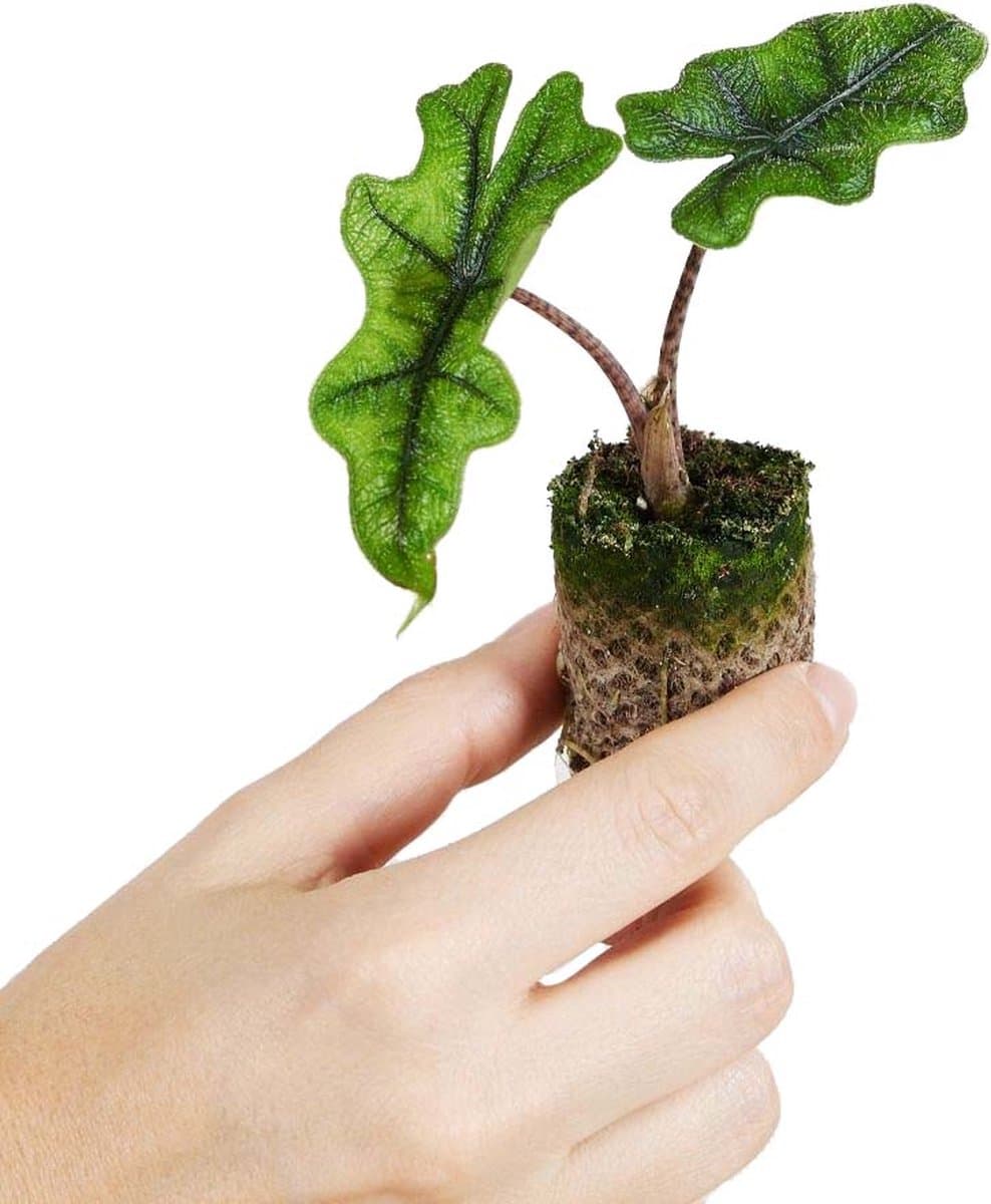 PLNTS - Baby Alocasia Jacklyn - Kamerplant - Stekplantje 3 cm - Hoogte 10 cm