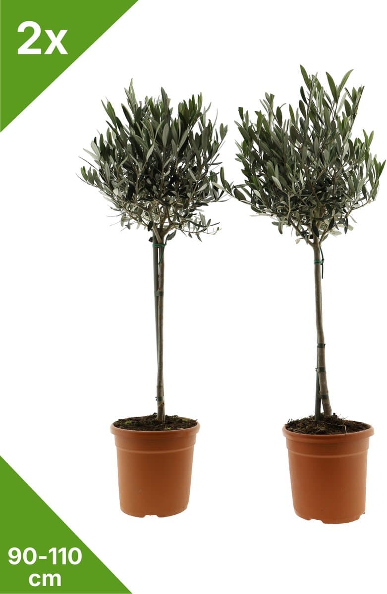 GARDENZO - Olijfbomen op stam 90-110cm (Olea europaea) - set van 2 - Ø19cm pot - Winterhard