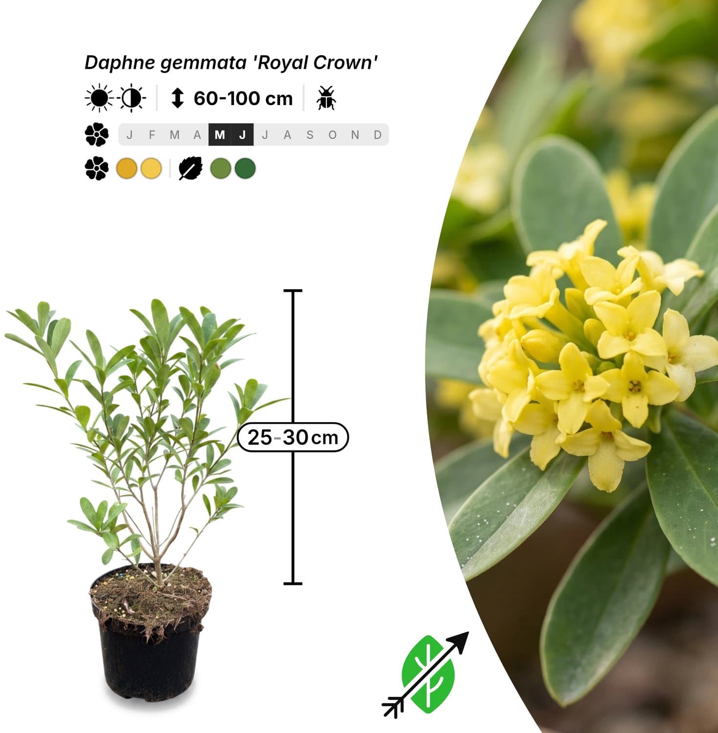 Singleplants - 12x Daphne gemmata 'Royal Crown' - Pot C1.5 - winterhard tot -15°C
