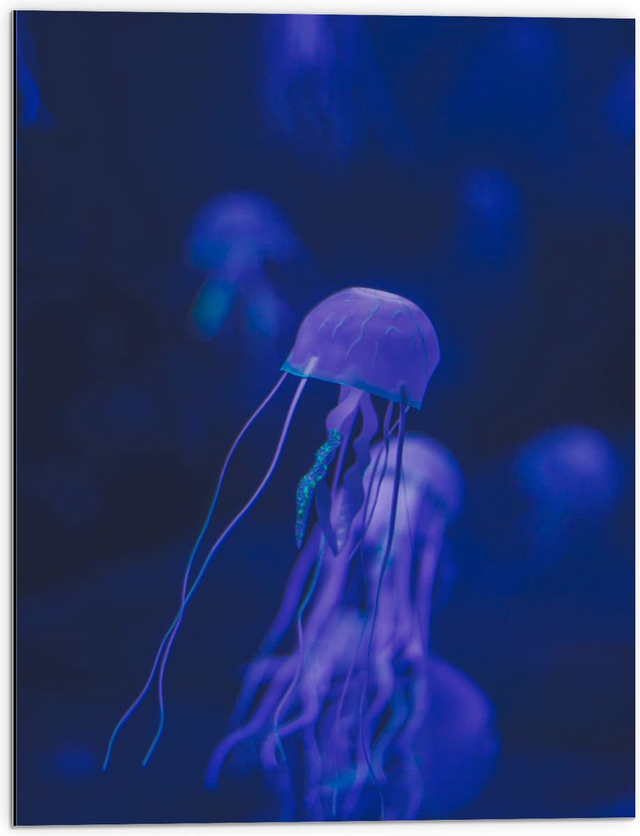 Dibond - Groepje Kwallen met Lange Tentakels - 60x80 cm Foto op Aluminium (Wanddecoratie van metaal)