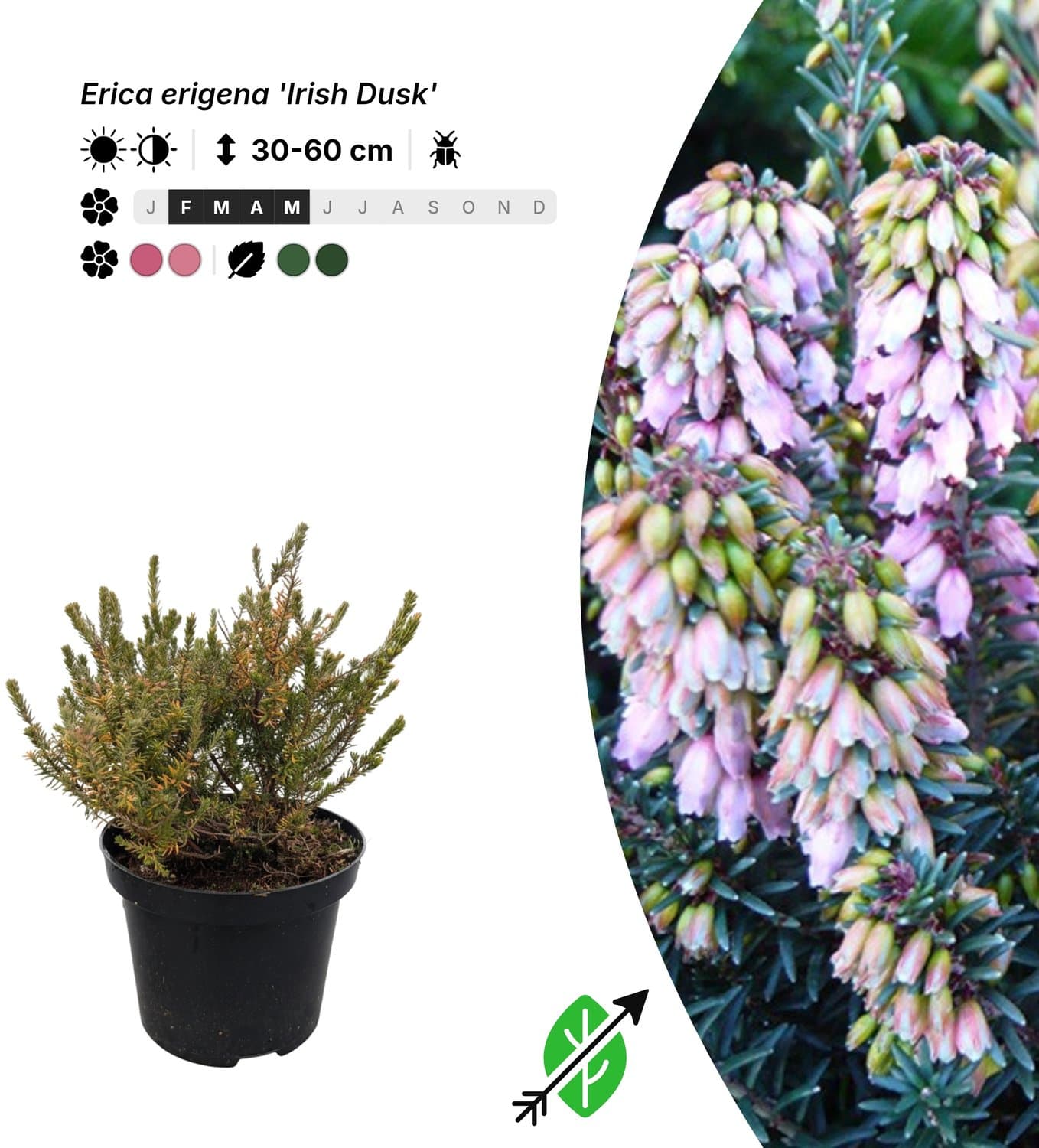 Singleplants - 12x Erica erigena 'Irish Dusk' - Pot C1.5 - winterhard tot -15°C