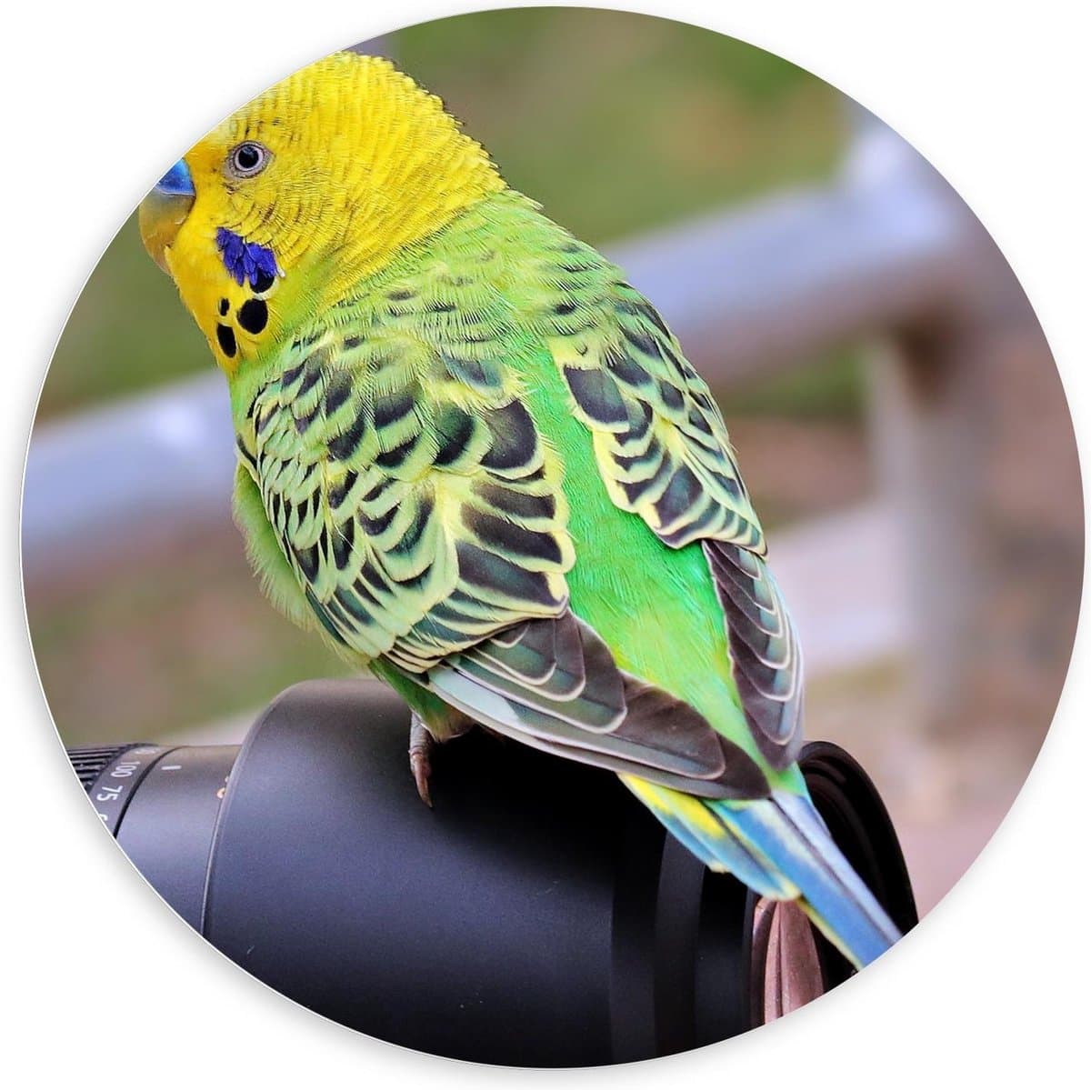 KuijsFotoprint - Schilderij - Parkiet Fotocameralens - Zwart, Groen, Bruin En Geel - 100 X 100 Cm