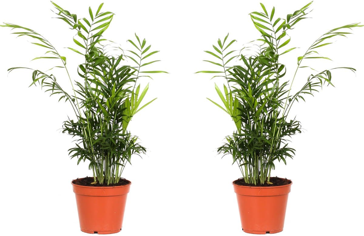 GARDENZO - Chamaedorea Elegans x 2 - Mexicaanse Dwergpalm - 50-60cm - ø17cm pot