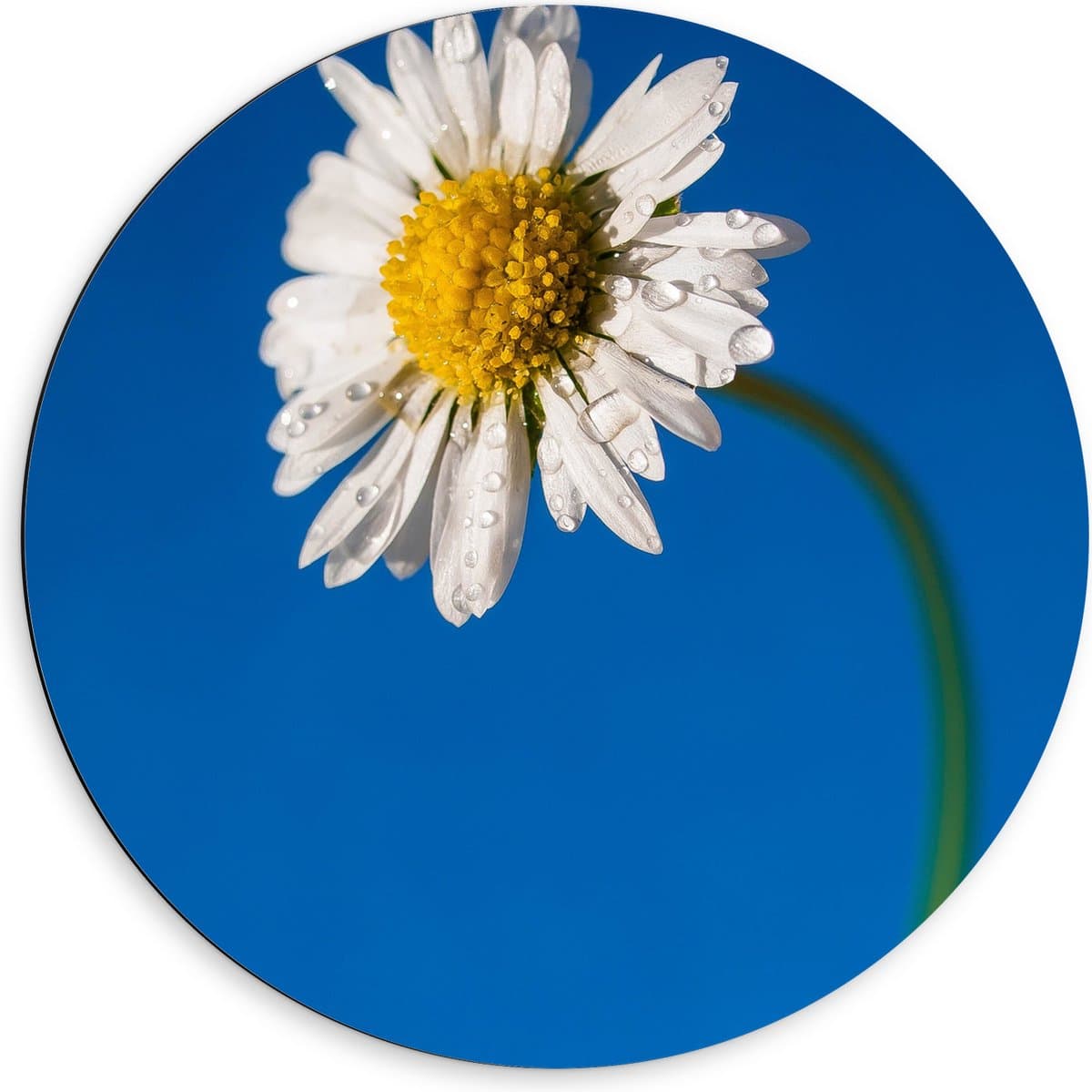 Dibond Muurcirkel - Bloem - Druppels - Madeliefje - Natuur - 60x60 cm Foto op Aluminium Muurcirkel (met ophangsysteem)