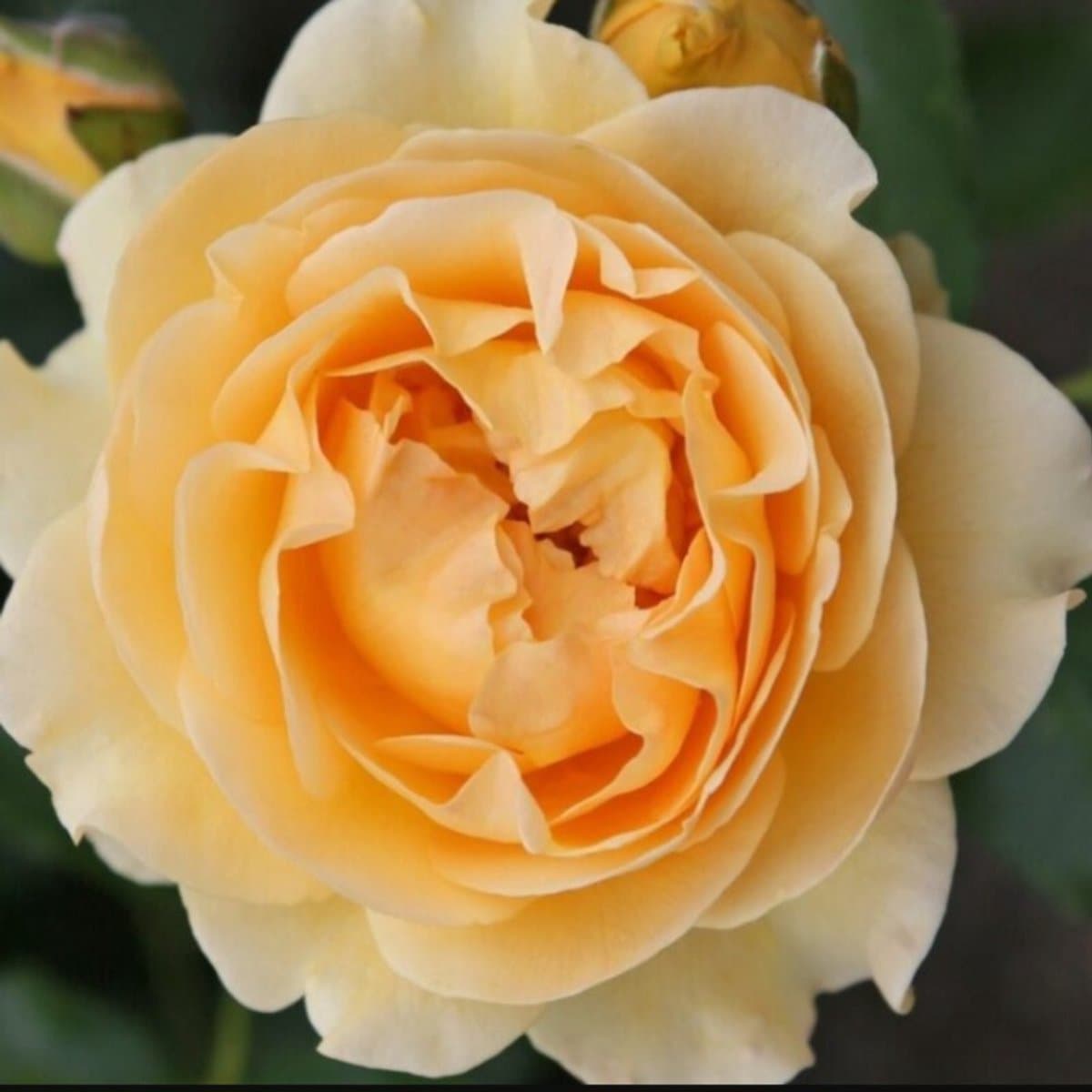 Rosa Spotlight in 4-liter pot