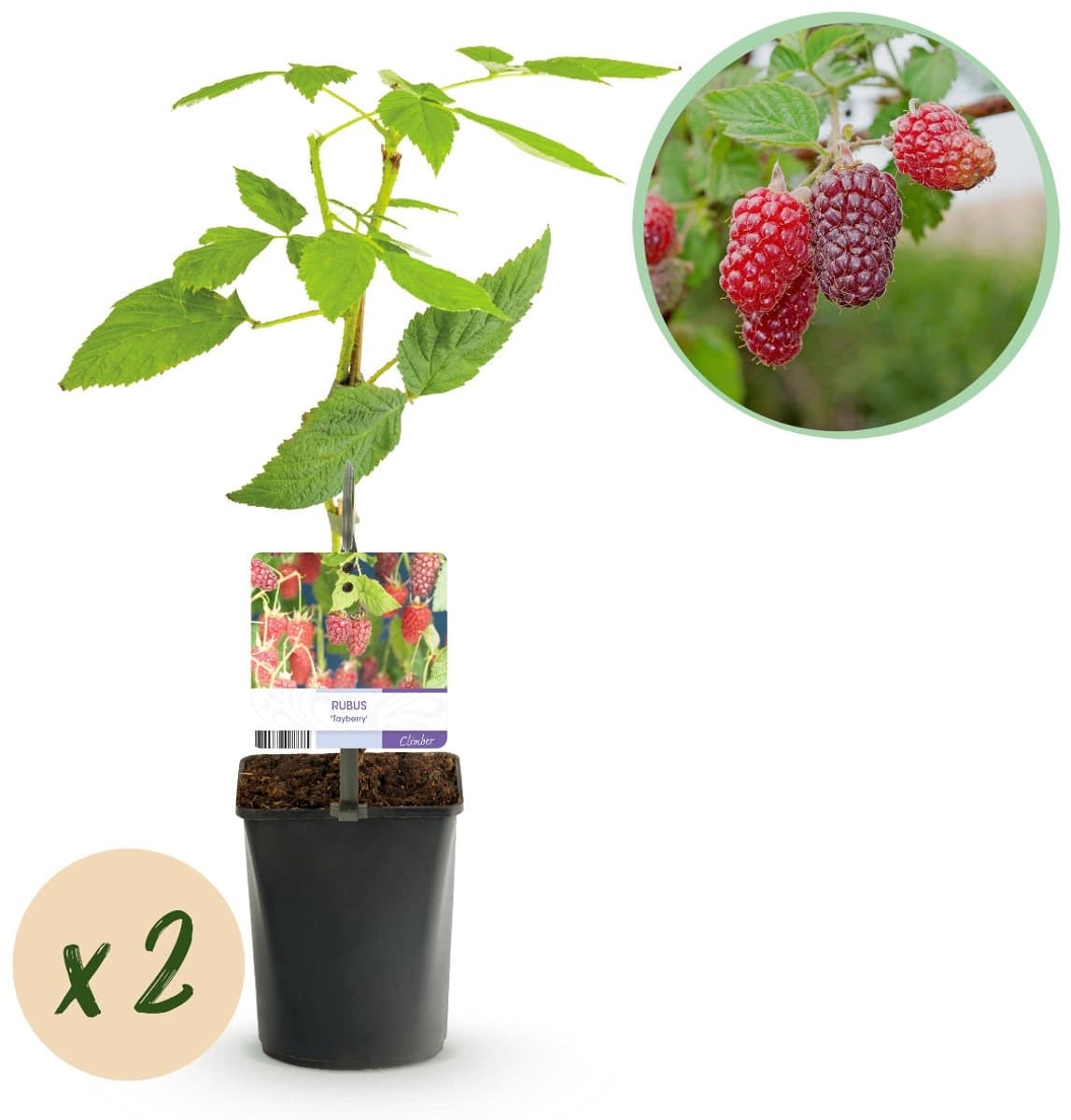 Green boutiQ - Fruitplant - Taybes - Rubus Tayberry - Rode Vrucht - 2 planten - Pot 11cm Hoogte 40cm