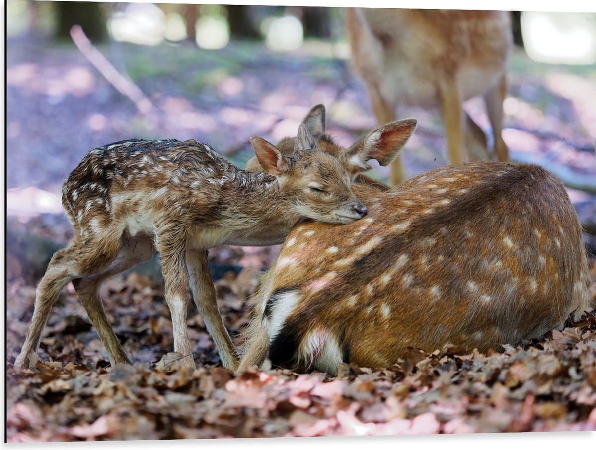 Dibond - Babyhert slapend tegen Moeder - 80x60 cm Foto op Aluminium (Met Ophangsysteem)