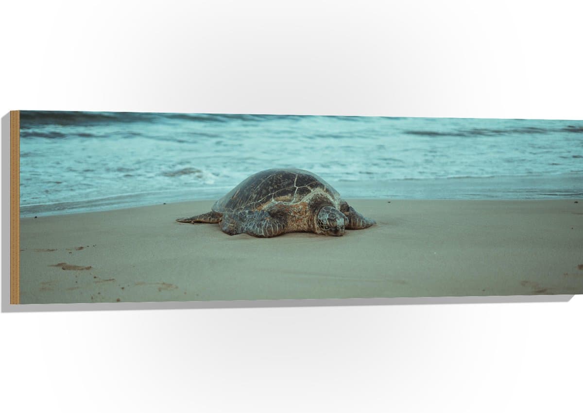 Hout - Zeeschildpad Lopend over het Strand - 120x40 cm - 9 mm dik - Foto op Hout (Met Ophangsysteem)
