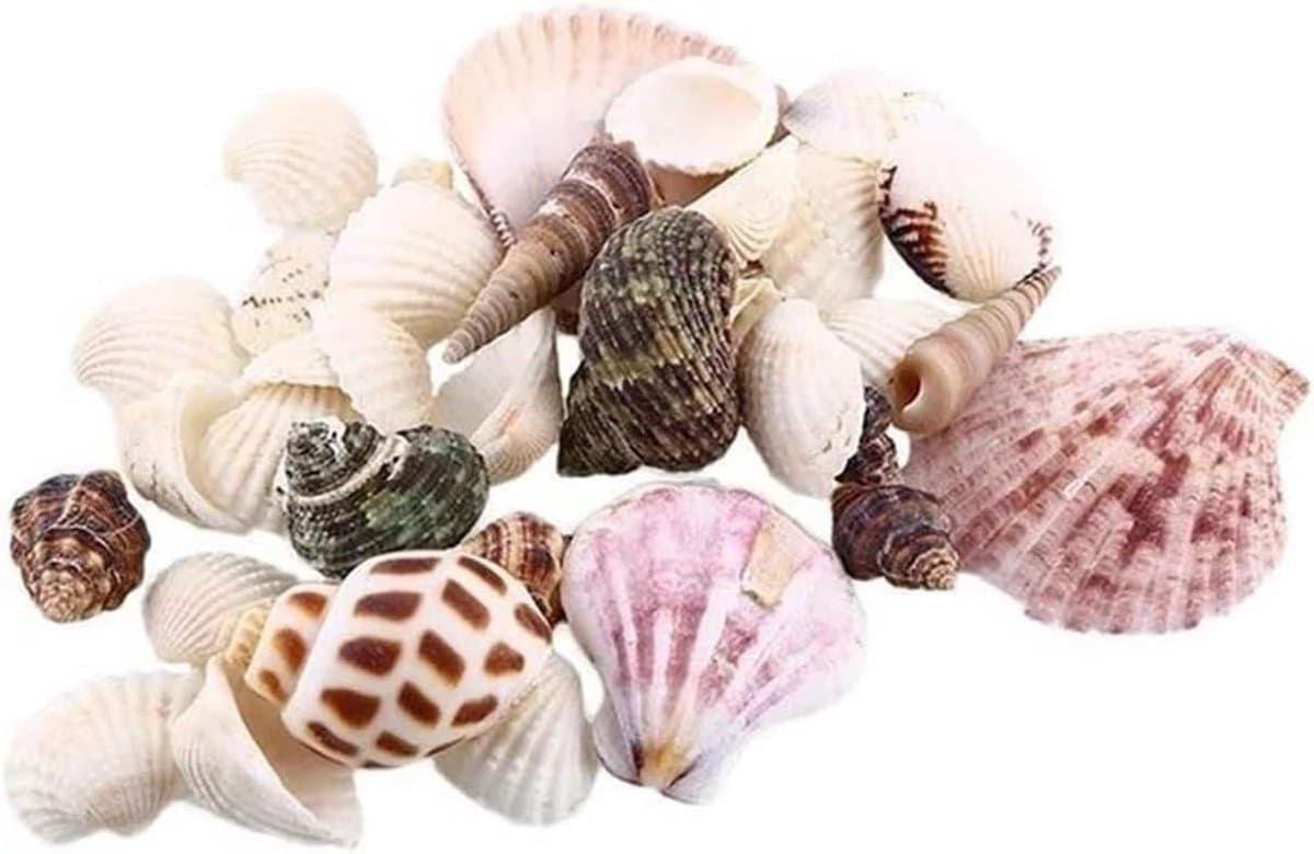 Zeeschelpen Decoratie - Schelpen Mix - Huis Decoreren - Natuurlijke Ontwerpen - 100g - Niet gespecificeerd