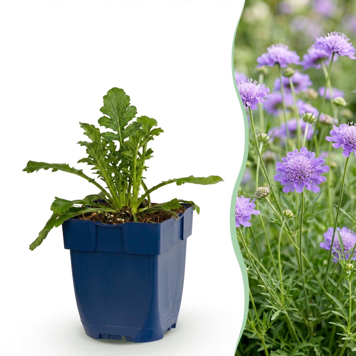 Green boutiQ - Vasteplant - Scabiosa col. Butterfly Blue - Duifkruid - Bijen en Vlinderlokkers - Paars - 3 Planten - Pot 11cm - Hoogte 15-25cm