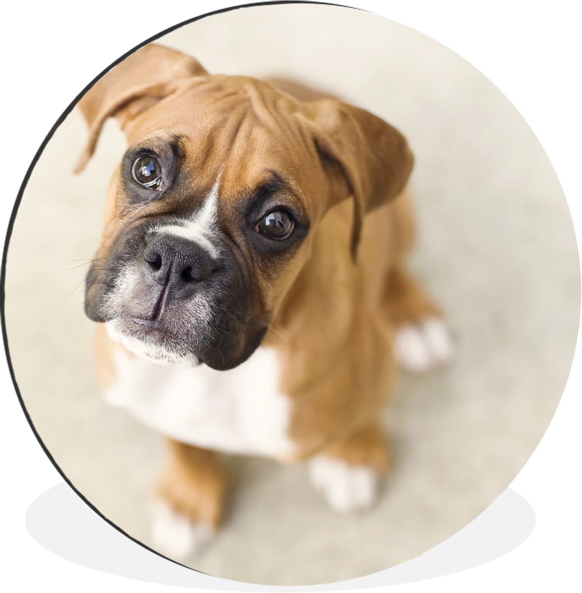 WallCircle - Wandcirkel - Muurcirkel - Boxer pup kijkt omhoog in de camera - Aluminium - Dibond - 90x90 cm - Binnen en Buiten