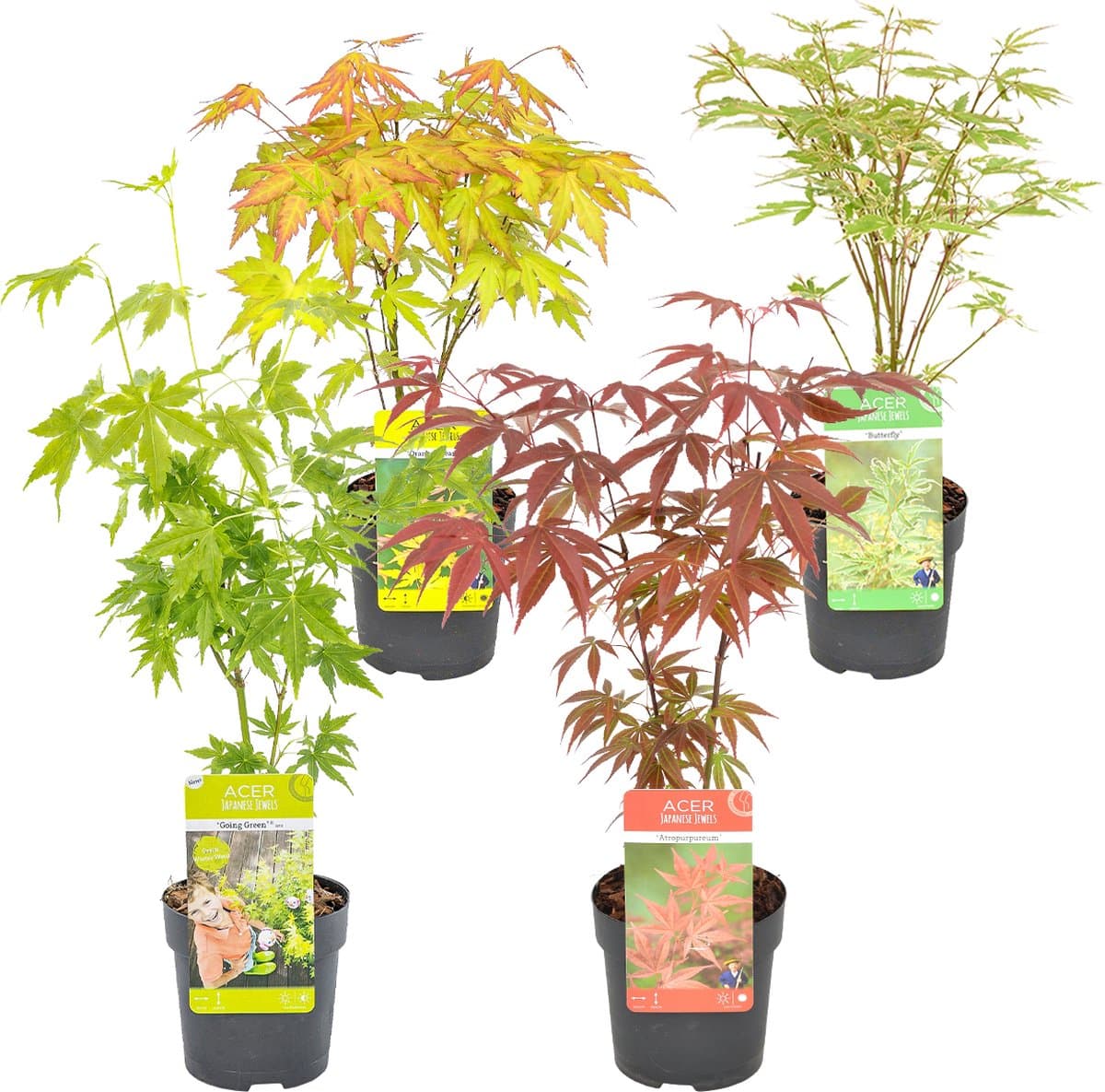 Bloomique - Mix van 4 - Acer Palmatum - Orange Dream - Going Green - Butterfly - Atropurpureum - Japanse Esdoorn - Tuinplanten - Hoogte 25-40 cm - Pot 10,5 cm