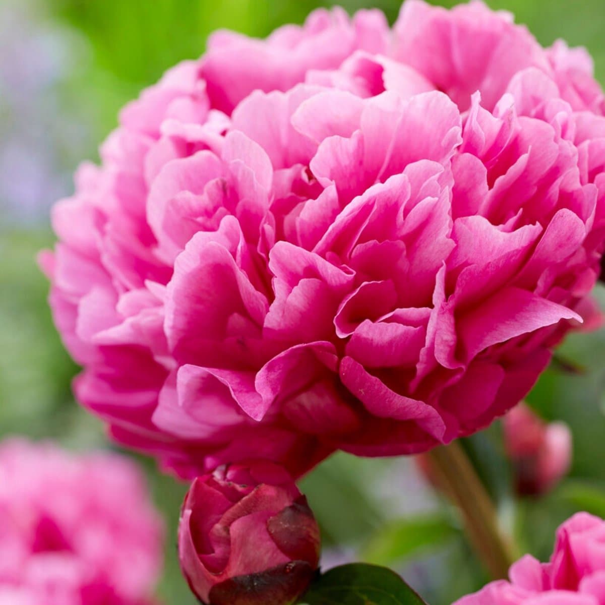 Pioenroos (Paeonia lactiflora) - rood/roze - Paeonia Kansas - Snijbloemen - Vaste planten - Voorjaarsbollen - Zomerbollen - bloeit in Mei / Juni