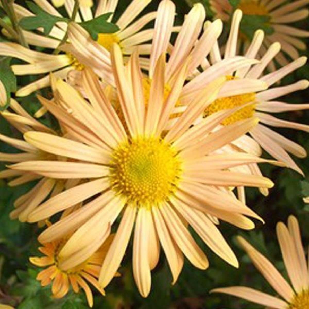 6 x Chrysanthemum 'Mary Stoker' - Margriet pot 9x9cm