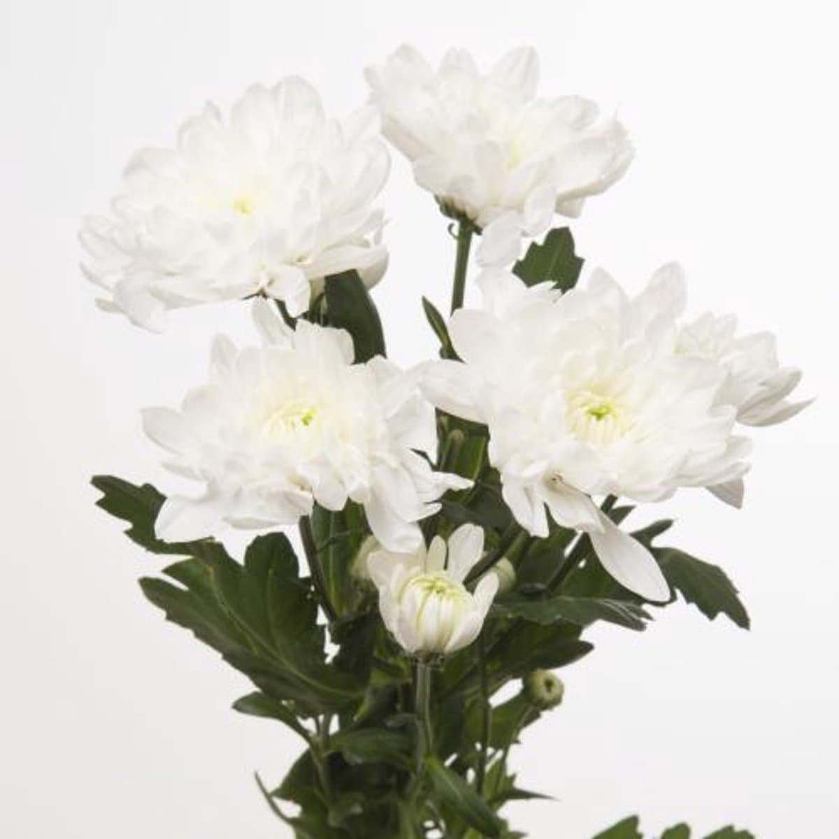 5x Chrysant baltica 70cm