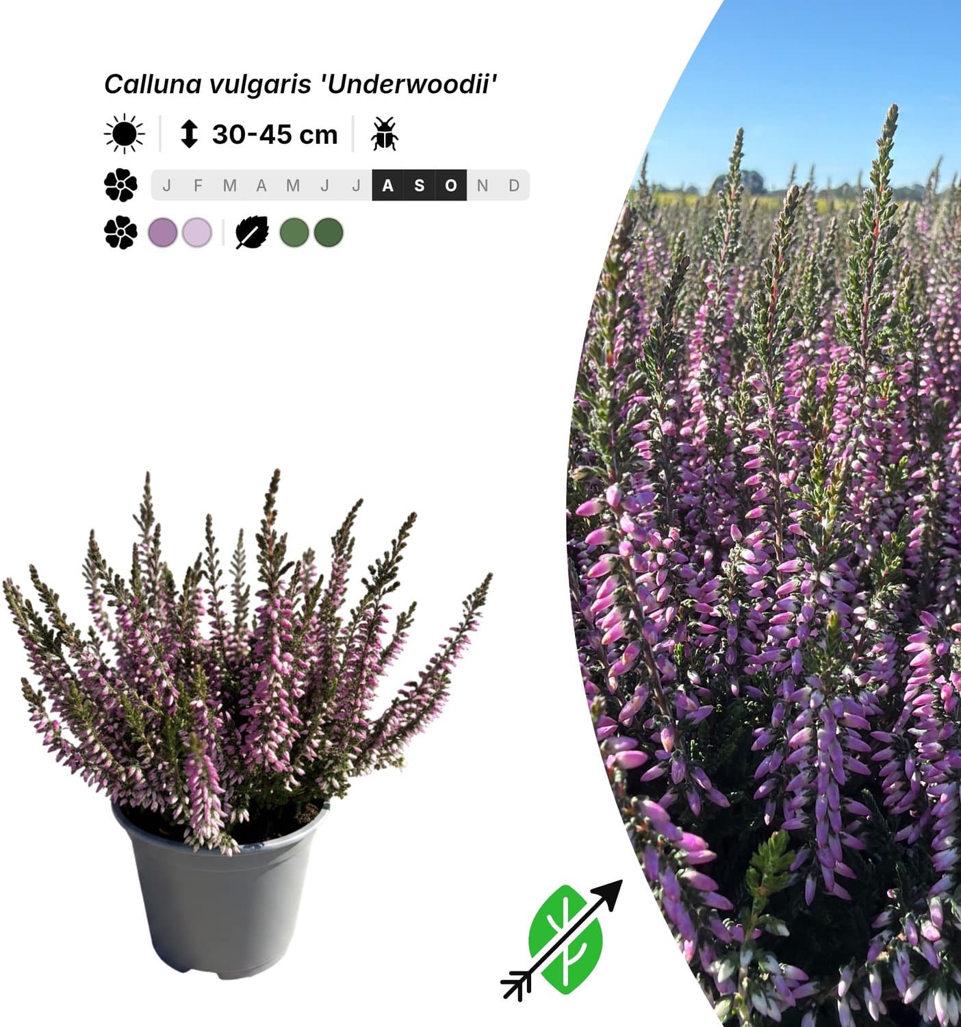 Singleplants - 10x Calluna vulgaris 'Underwoodii' - Pot P10,5 - bodembedekker - in bloeiperiode