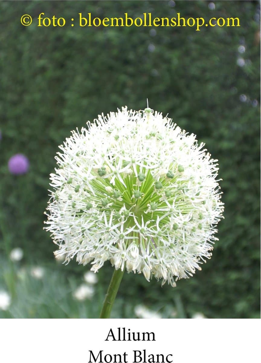 allium Mont Blanc 3 bollen maat 17/+ sierui