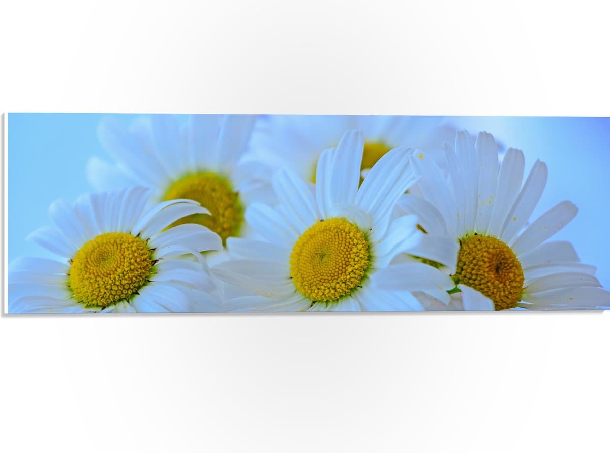 PVC Schuimplaat- Groep Witte Madeliefen - 60x20 cm Foto op PVC Schuimplaat