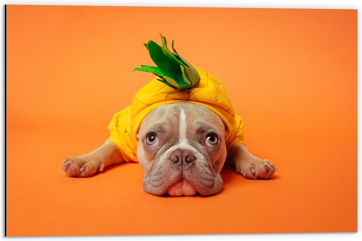 Dibond - Hond met Ananas Pak bij een Oranje Achtergrond - 60x40 cm Foto op Aluminium (Met Ophangsysteem)