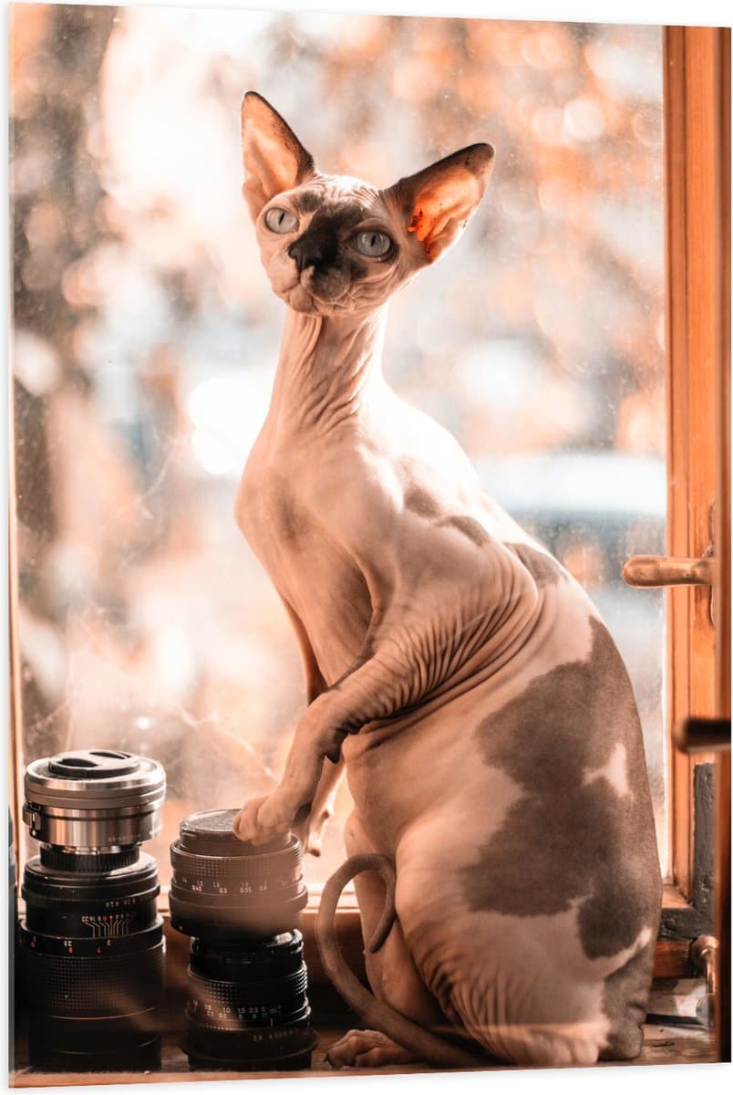Acrylglas - Naaktkat bij Raam tussen Camera Spullen - 70x105 cm Foto op Acrylglas (Wanddecoratie op Acrylaat)