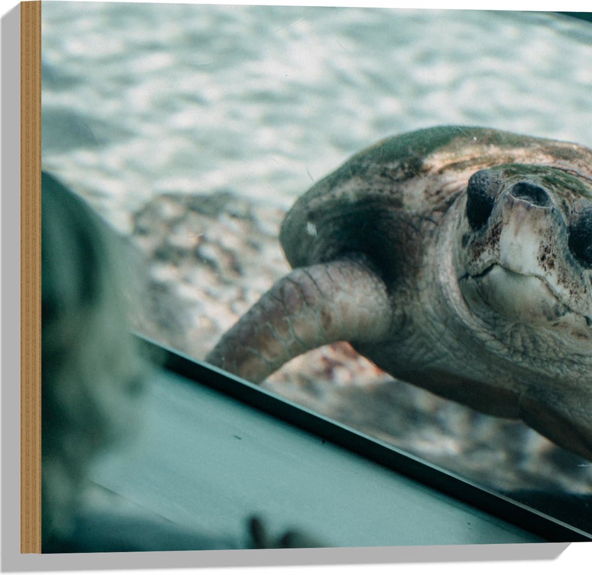 Hout - Grote Schildpad achter Glas in Aquarium - 50x50 cm - 9 mm dik - Foto op Hout (Met Ophangsysteem)