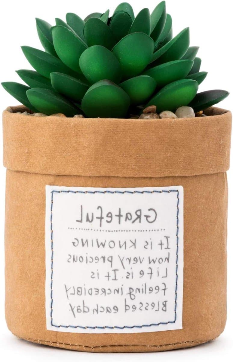 DEMDACO Green Succulent Plant Kindness Grateful 3 x 5 Acrylic Tabletop Artificial Flower Arrangement