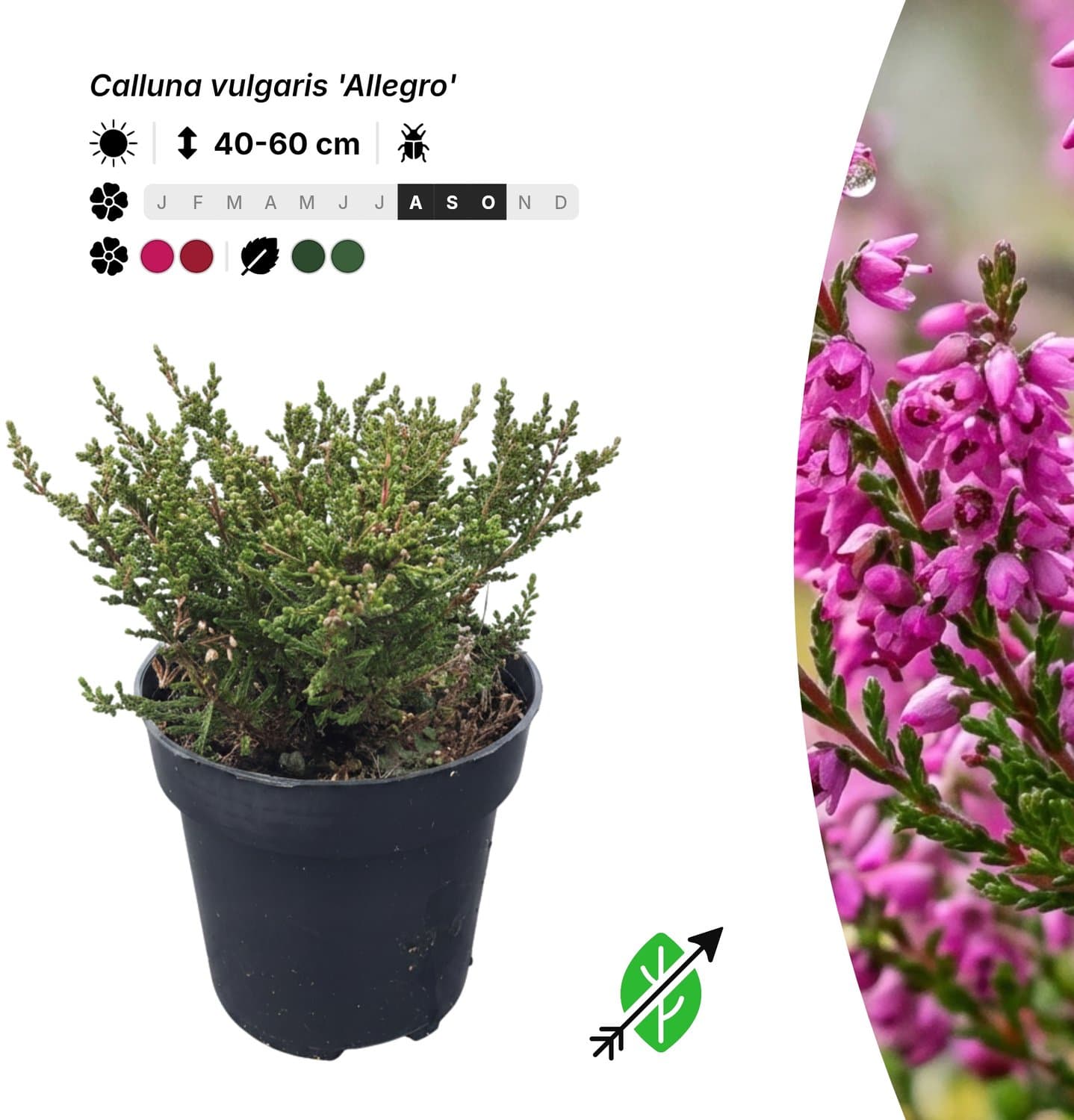 Singleplants - 10x Calluna vulgaris 'Allegro' - Pot P9,5 - bodembedekker - in bloeiperiode