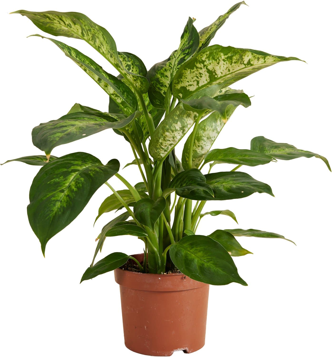 Bloomique - Dieffenbachia Compacta - Bladplant - Kamerplanten - Bont blad - Luchtzuiverend - Gemakkelijk in onderhoud - Hoogte 25-30 cm - Pot 12 cm