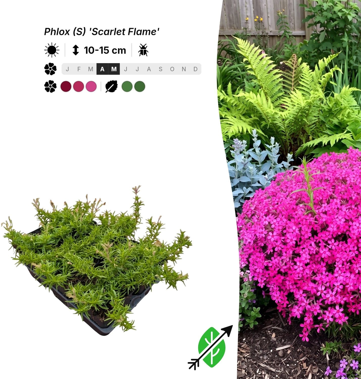 Singleplants - 6x Phlox (S) 'Scarlet Flame' - Pot P9 - bodembedekker - winterhard tot -34°C