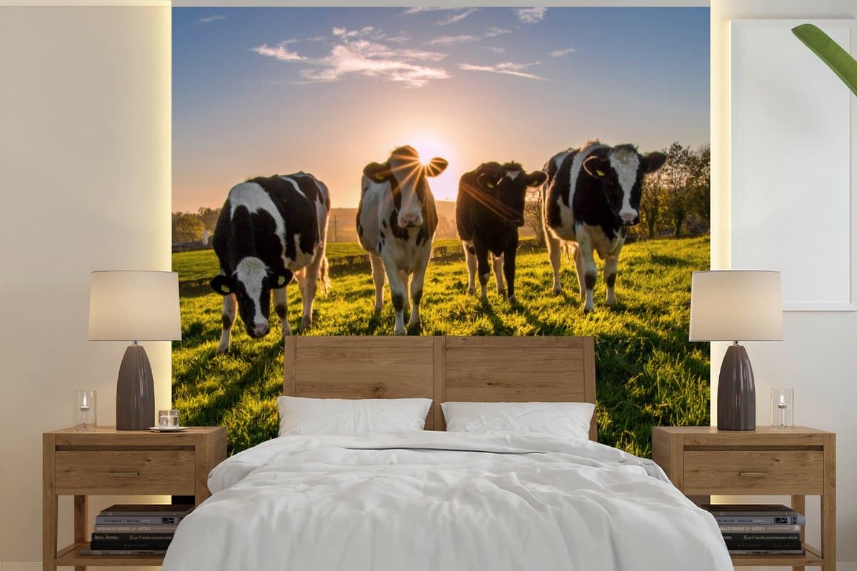 Behang - Fotobehang Koeien - Zon - Gras - Dieren - Boerderij - Breedte 300 cm x hoogte 300 cm