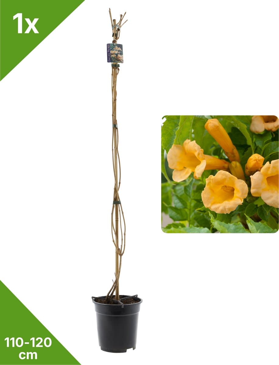 GARDENZO - 1x Gele Trompetbloem Campsis radicans 'Flava' XXL - in 2 ltr pot- 115-120 cm
