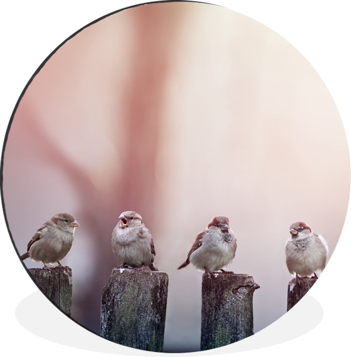 WallCircle - Wandcirkel - Muurcirkel - Vogels - Mussen - Paaltjes - Hout - Aluminium - Dibond - 140x140 cm - Binnen en Buiten