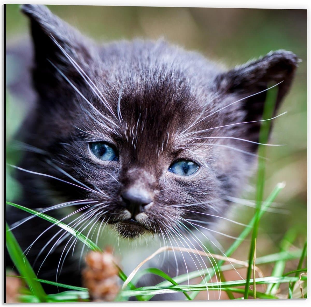 Dibond - Zwart Baby Katje met Blauwe Ogen - 50x50cm Foto op Aluminium (Wanddecoratie van metaal)
