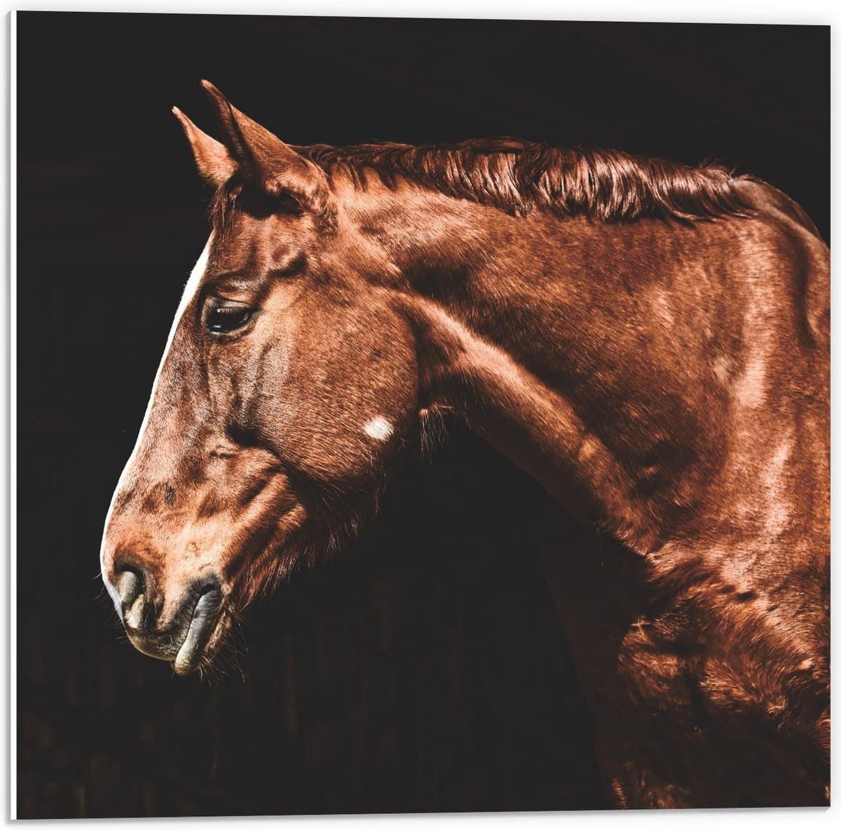 Forex - Bruin Paard met Witte Bles - 50x50cm Foto op Forex