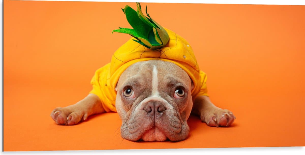 Dibond - Hond met Ananas Pak bij een Oranje Achtergrond - 100x50 cm Foto op Aluminium (Met Ophangsysteem)