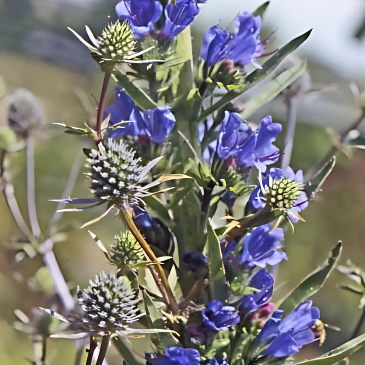 6x Echium Vulgare Pot 9x9cm - Prachtige Planten voor Jouw Tuin