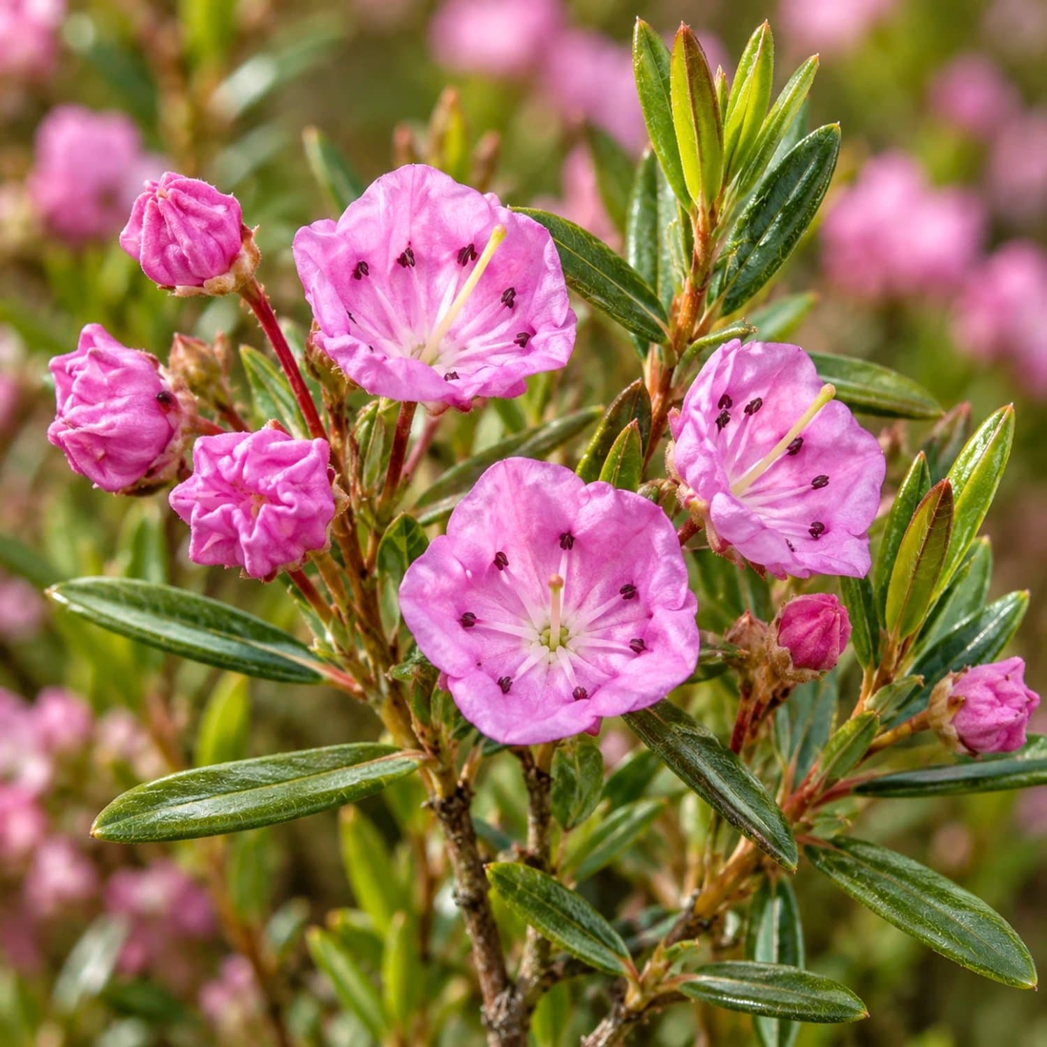 Set van 3 Moeraslaurier - Kalmia polifolia 'Newfoundland' - Hoogte 15cm - 9cm pot