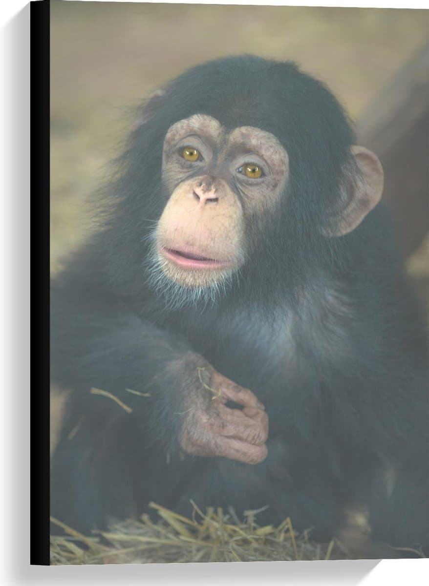 Canvas - Chimpansee Baby - 40x60cm Foto op Canvas Schilderij (Wanddecoratie op Canvas)