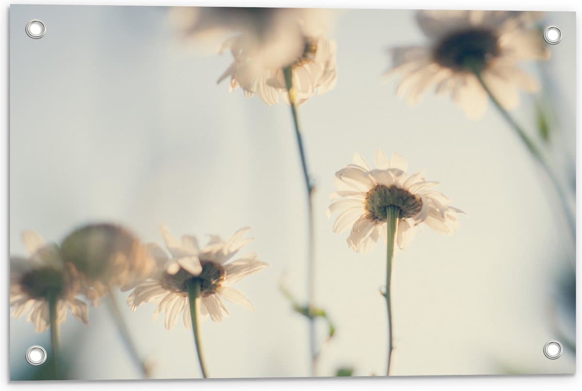 Tuinposter – Witte Bloemen vanaf Kikkerperspectief - 60x40 cm Foto op Tuinposter (wanddecoratie voor buiten en binnen)