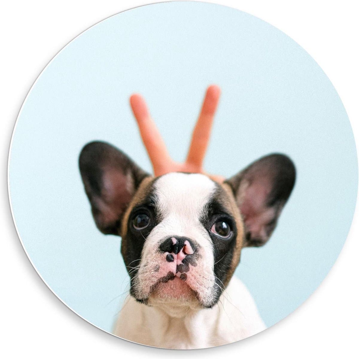 Forex Wandcirkel - Schattig Hondje met Konijnen Oortjes - 50x50cm Foto op Wandcirkel (met ophangsysteem)