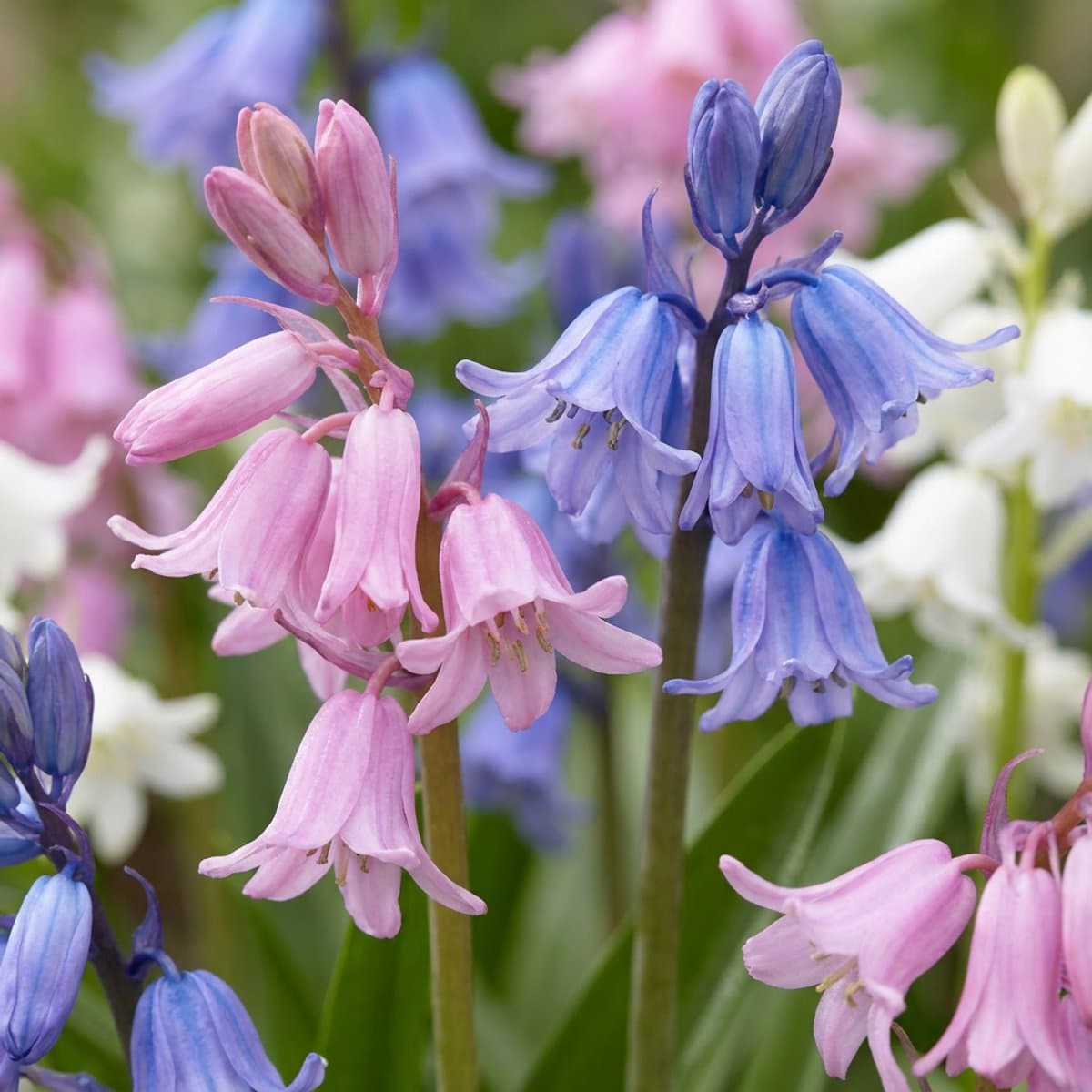 Green boutiQ - 160x Hyacinthoides Hispanica mix - Spaanse boshyacint mix - Diversen - Verwilderingsbol - Bolmaat 7/8