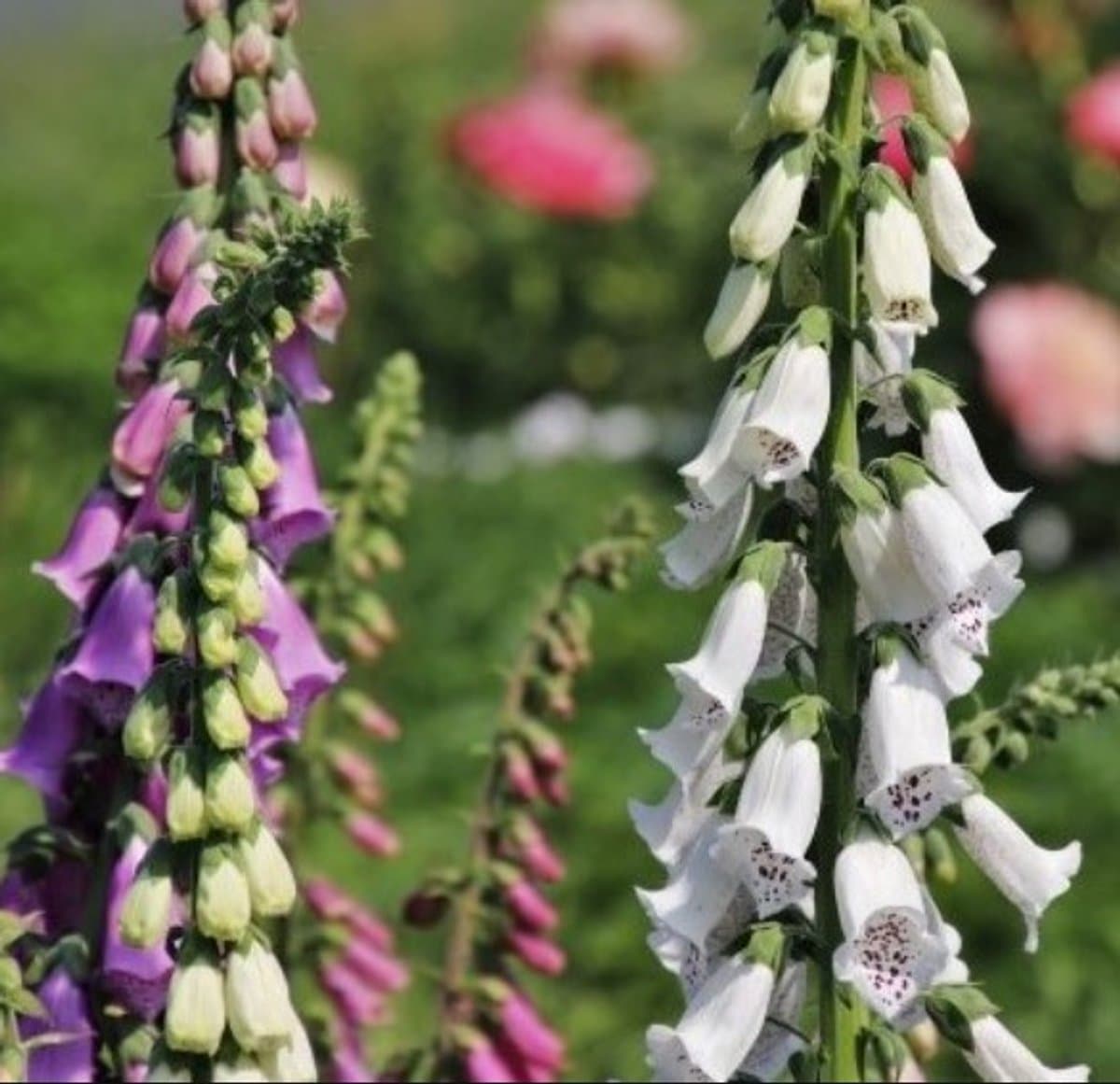 Vingerhoedskruid (Digitalis purpurea) - Gloxiniiflora - Vaste planten - Bijen-Vlinders - Snijbloemen - Zomerbollen - Voorjaarsbollen