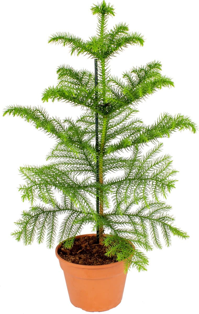Bloomique - Araucaria Heterophylla - Kamerden - Kamerplanten - Luchtzuiverend - Diervriendelijk - Hoogte 40-50 cm - Pot 15 cm