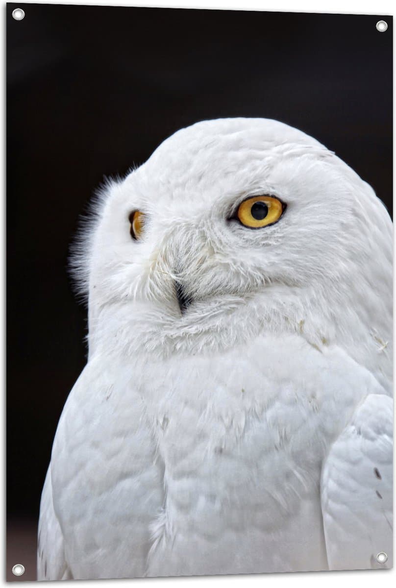 Tuinposter – Poserende Witte Sneeuwuil met Felgele Ogen - 70x105 cm Foto op Tuinposter (wanddecoratie voor buiten en binnen)